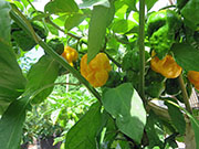 Trinidad Moruga Scorpion Yellow