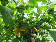 Trinidad Moruga Scorpion Yellow