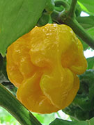 Trinidad Moruga Scorpion Yellow