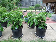 Trinidad Moruga Scorpion Yellow