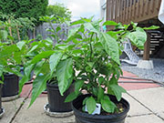 Trinidad Moruga Scorpion Yellow