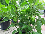 Trinidad Moruga Scorpion Yellow