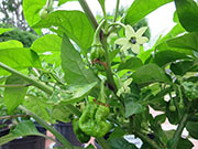 Trinidad Moruga Scorpion Yellow