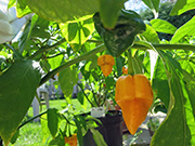 Trinidad Moruga Scorpion Yellow