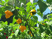 Trinidad Moruga Scorpion Yellow
