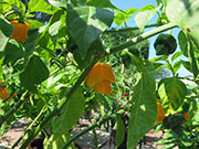 Trinidad Moruga Scorpion Yellow