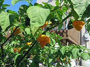 Trinidad Moruga Scorpion Yellow