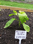 Trinidad Moruga Scorpion Yellow