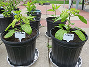 Trinidad Moruga Scorpion Yellow