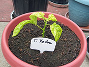Trinidad Moruga Scorpion Yellow