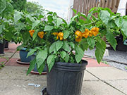 Trinidad Moruga Scorpion Yellow