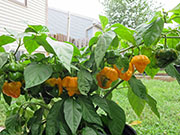 Trinidad Moruga Scorpion Yellow