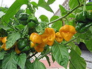 Trinidad Moruga Scorpion Yellow