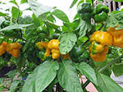 Trinidad Moruga Scorpion Yellow
