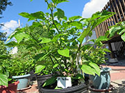 Trinidad Moruga Scorpion Yellow