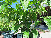 Trinidad Moruga Scorpion Yellow