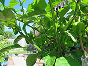 Trinidad Moruga Scorpion Yellow