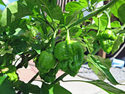 Trinidad Moruga Scorpion Yellow