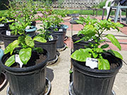 Trinidad Moruga Scorpion Yellow