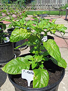 Trinidad Moruga Scorpion Yellow