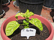 Trinidad Moruga Scorpion Yellow