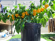 Trinidad Moruga Scorpion Yellow