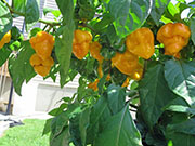 Trinidad Moruga Scorpion Yellow