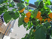 Trinidad Moruga Scorpion Yellow