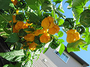 Trinidad Moruga Scorpion Yellow
