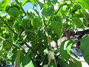 Trinidad Moruga Scorpion Yellow