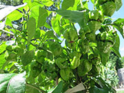 Trinidad Moruga Scorpion Yellow