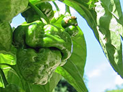 Trinidad Moruga Scorpion Yellow