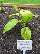 Trinidad Moruga Scorpion Yellow