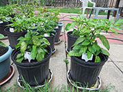 Trinidad Moruga Scorpion Yellow