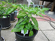 Trinidad Moruga Scorpion Yellow