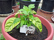 Trinidad Moruga Scorpion Yellow