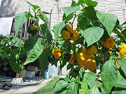 Trinidad Moruga Scorpion Yellow