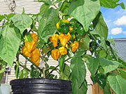 Trinidad Moruga Scorpion Yellow