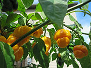 Trinidad Moruga Scorpion Yellow