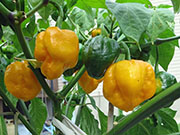 Trinidad Moruga Scorpion Yellow
