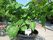 Trinidad Moruga Scorpion Yellow