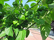 Trinidad Moruga Scorpion Yellow