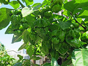 Trinidad Moruga Scorpion Yellow