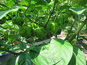 Trinidad Moruga Scorpion Yellow