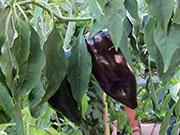 Mulato Isleno