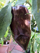 Mulato Isleno