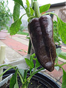 Mulato Isleno