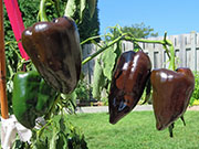 Mulato Isleno