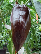 Mulato Isleno