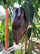 Mulato Isleno